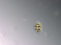 Nephrocytium agardhianum thumbnail 2