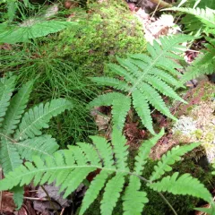 long beech fern thumbnail 2