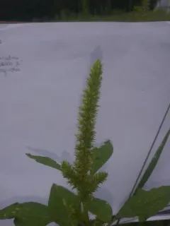 Smooth Pigweed thumbnail 2