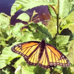 Viceroy thumbnail 4