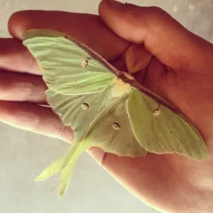North American Luna Moth thumbnail 3