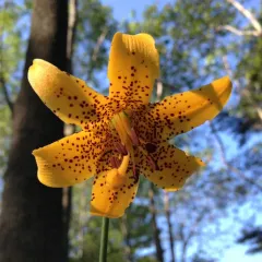 Canada lily thumbnail 2