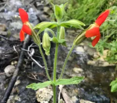 scarlet monkeyflower thumbnail 2