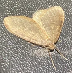 Winter Moth thumbnail 3