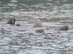 Walrus thumbnail 4