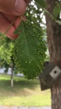 Cecidophyopsis betulae thumbnail 3
