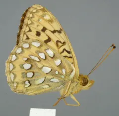 Great Basin Fritillary thumbnail 2