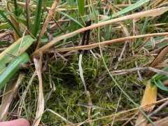 Clavaria falcata thumbnail 4