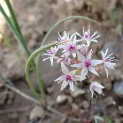 Rock Onion thumbnail 3