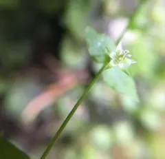 Crisp Starwort thumbnail 4