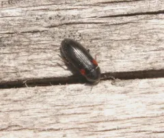 Mycetochara binotata thumbnail 4