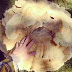 Berkeley's Polypore thumbnail 2