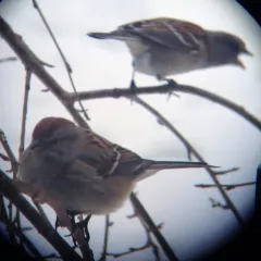 American Tree Sparrow thumbnail 3