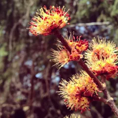 red maple thumbnail 3