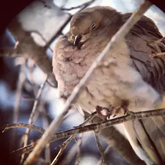 Mourning Dove thumbnail 4