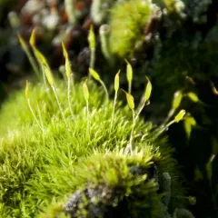 Common Pincushion thumbnail 3