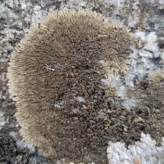 Eyed Brownette Lichen thumbnail 2