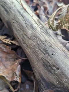 Elm Bark Beetle thumbnail 3