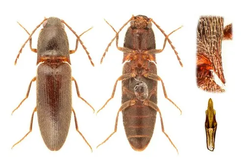 Megapenthes angularis
