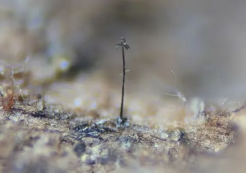 Brachysporium obovatum