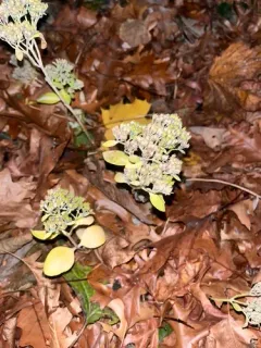 garden stonecrop thumbnail 3