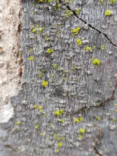 Pacific Candleflame Lichen thumbnail 4