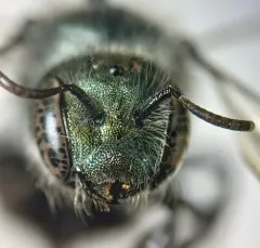 Maine Blueberry Bee thumbnail 2