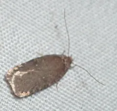 Clemens' Agonopterix thumbnail 4