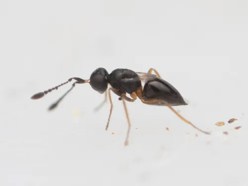 Ooctonus hemipterus