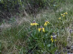 Lessing's Arnica thumbnail 3