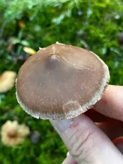 Cortinarius boulderensis thumbnail 3