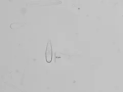 Gomphonella olivacea thumbnail 3