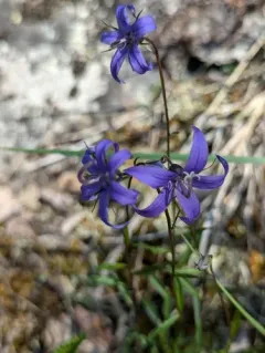 Yukon Bellflower thumbnail 3