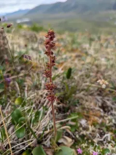 hawkweed-leaved saxifrage thumbnail 4