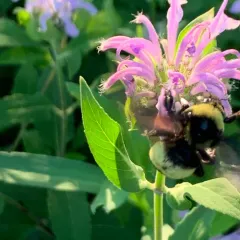 Black-and-gold Bumble Bee thumbnail 3