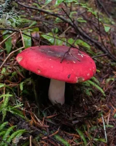 Winter Russula thumbnail 4