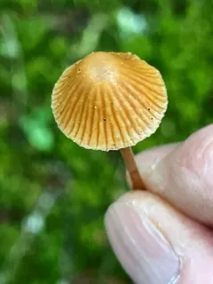 hairy bell thumbnail 2