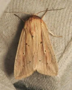 Adjutant Wainscot thumbnail 4