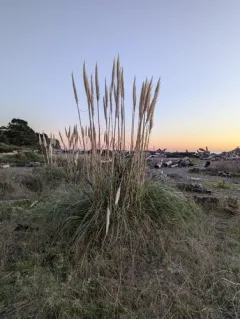 Pampas Grass thumbnail 4
