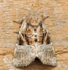 Newman's Brocade thumbnail 3