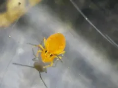 Dicyrtoma aurata thumbnail 3
