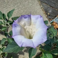 Sacred Datura thumbnail 1
