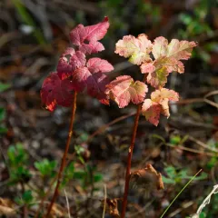 mallow-leaf ninebark thumbnail 4