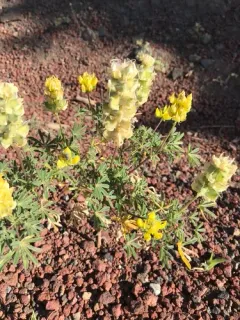 Butter Lupine thumbnail 3