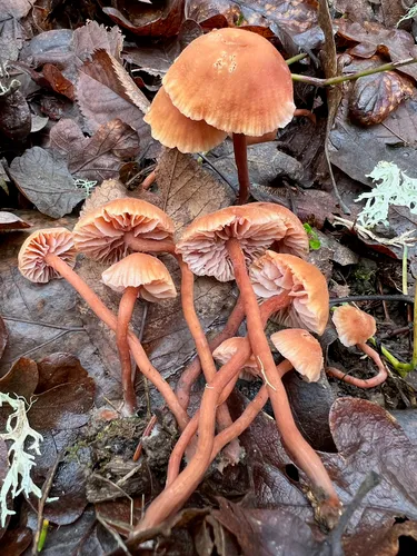 Laccaria affinis