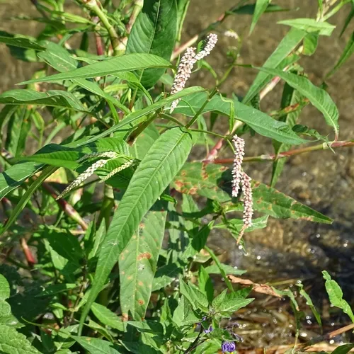 pale smartweed