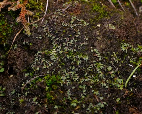 Black Crystalwort
