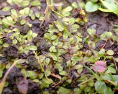 Campbell crystalwort thumbnail 4