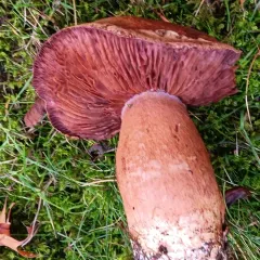 Phlegmacium balteatocumatile thumbnail 4