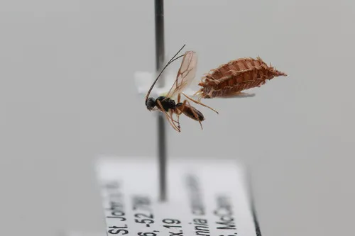 Aphaereta pallipes